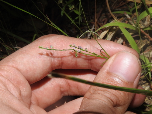 ambiguous whorled milkwort (Senega ambigua)