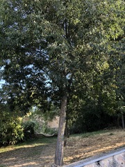 Celtis australis