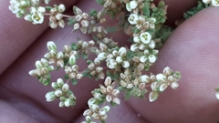 Adenogramma glomerata