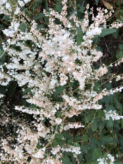 Fallopia baldschuanica