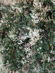 Fallopia baldschuanica