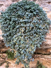 Sarcocapnos enneaphylla