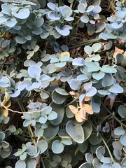 Sarcocapnos enneaphylla