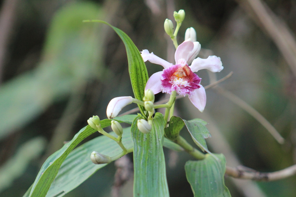 Sobralia mutisii
