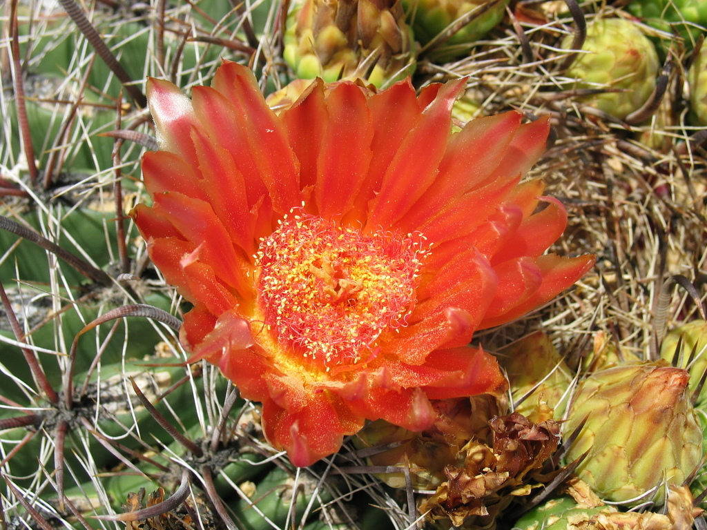 fishhook barrel cactus in August 2009 by Curtis Hansen · iNaturalist