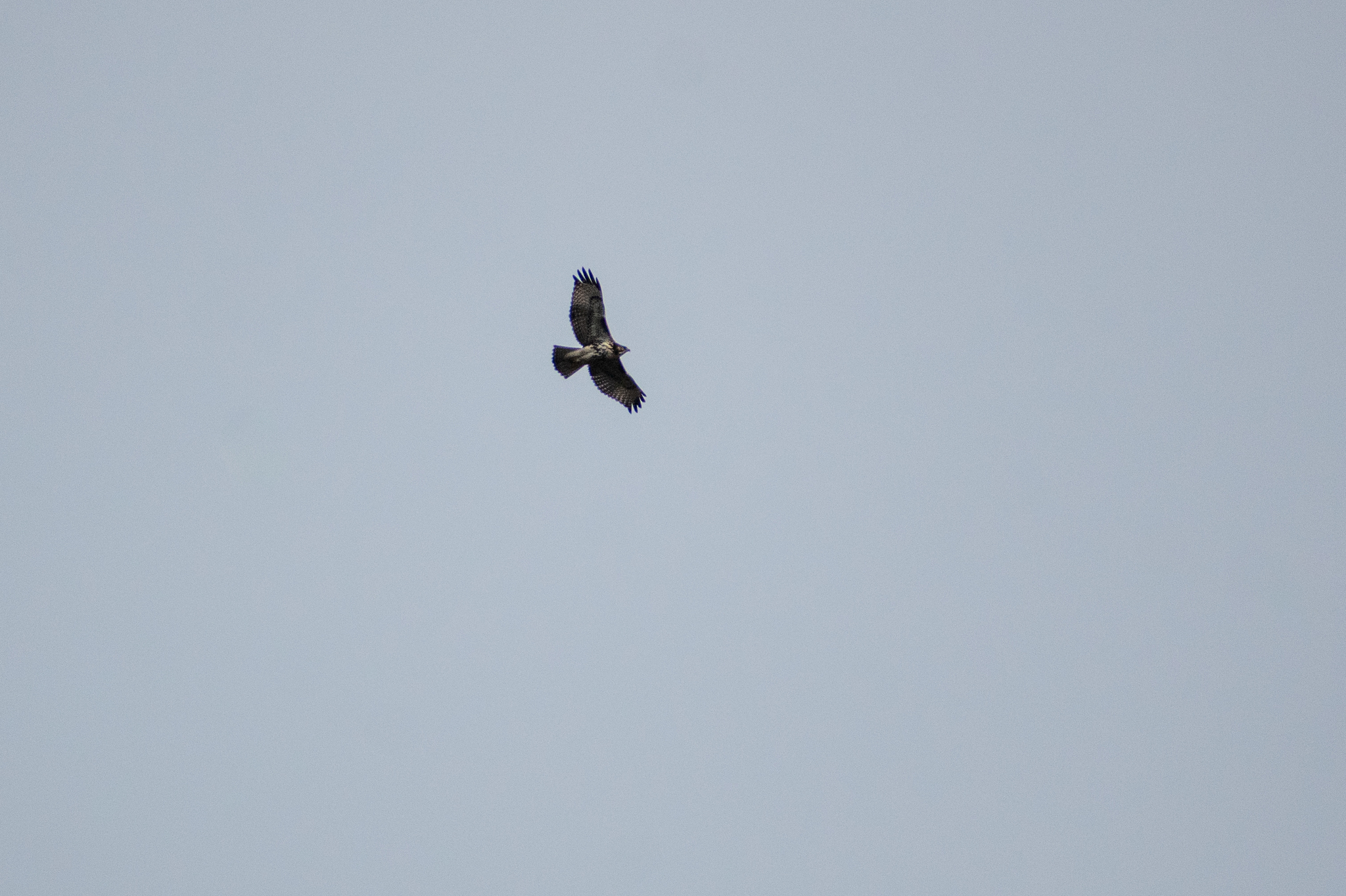 Rufous-tailed Hawk (Buteo ventralis), photo 7