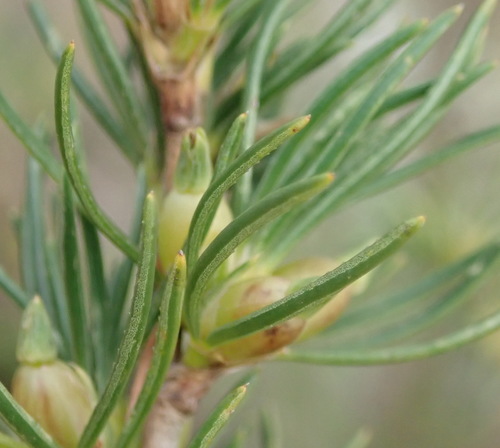 Image of Cliffortia burchellii by (c) Nicola van Berkel, some rights reserved (CC BY-SA)