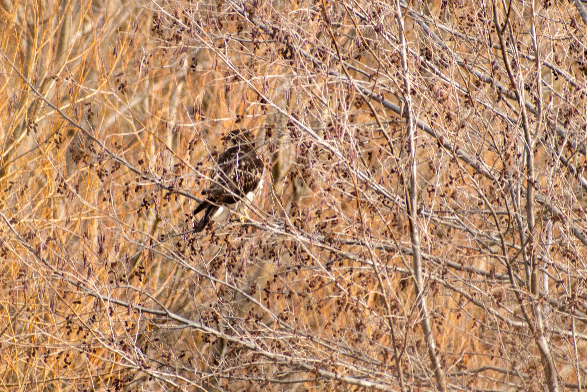Rufous-tailed Hawk (Buteo ventralis), photo 4