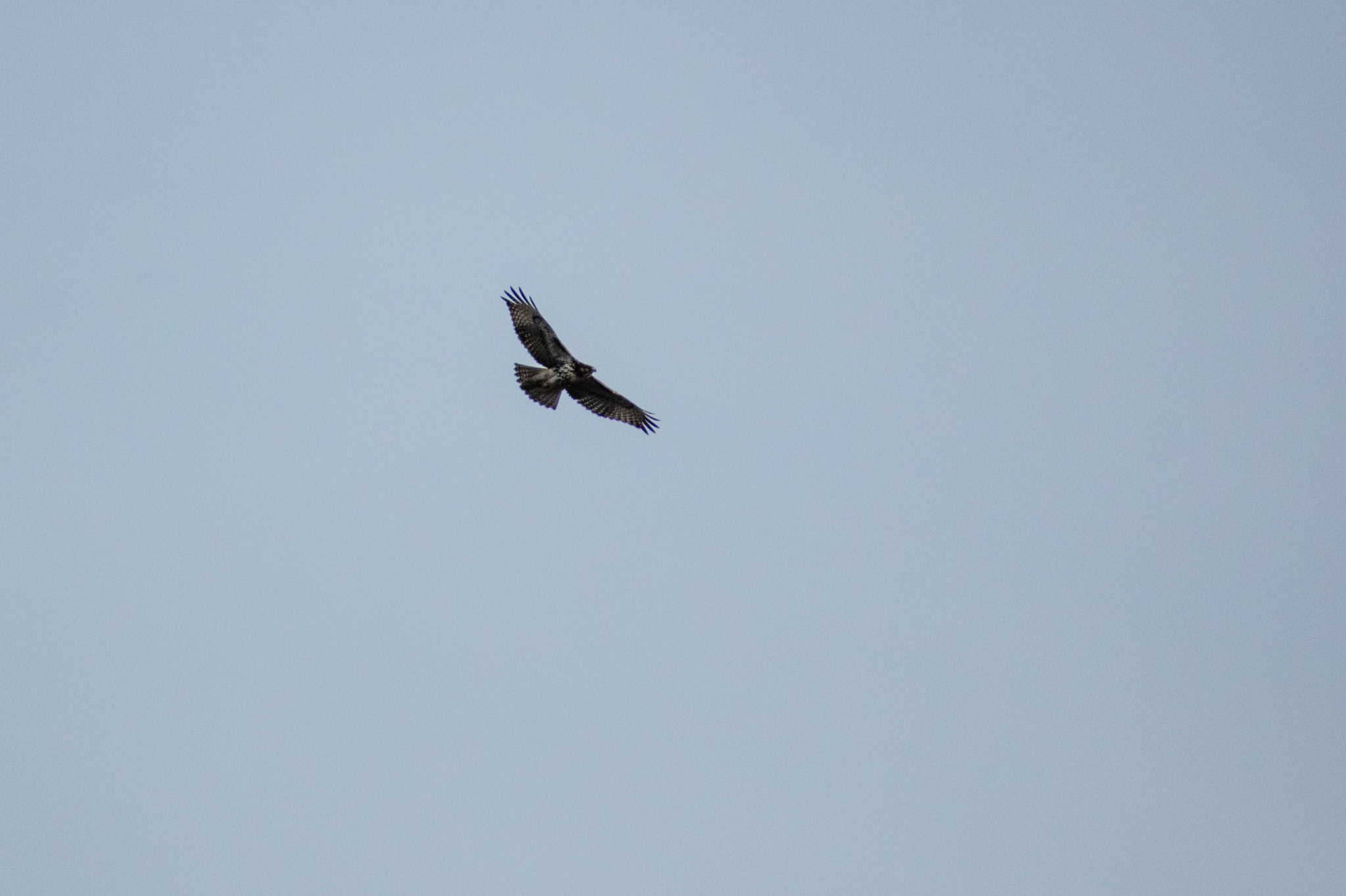 Rufous-tailed Hawk (Buteo ventralis), photo 3