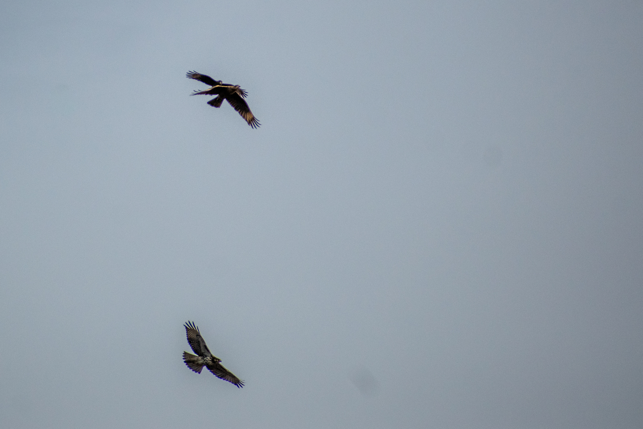 Rufous-tailed Hawk (Buteo ventralis), photo 5