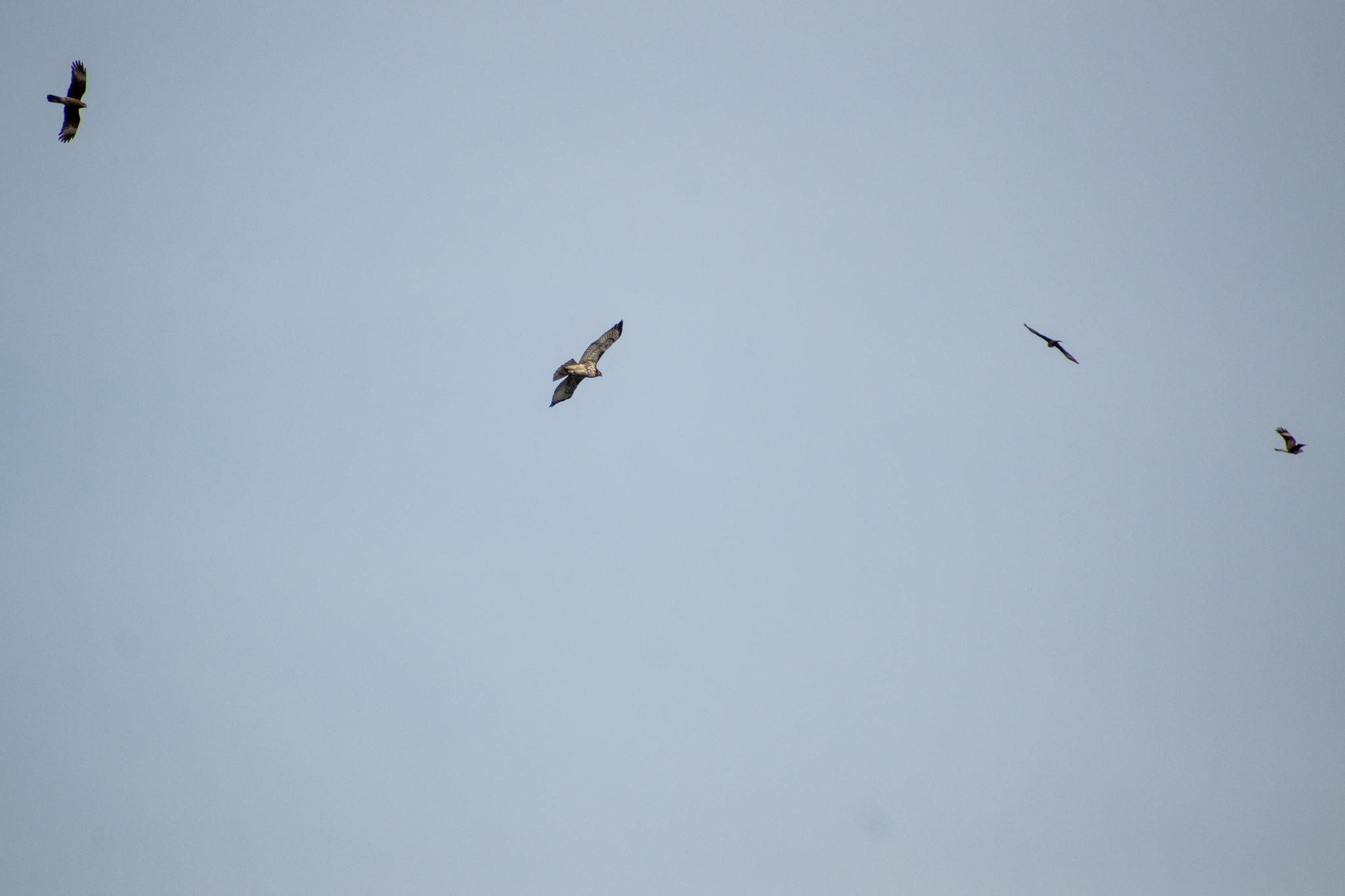Rufous-tailed Hawk (Buteo ventralis), photo 6