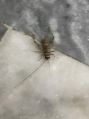 Gryllodes sigillatus