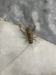 Gryllodes sigillatus