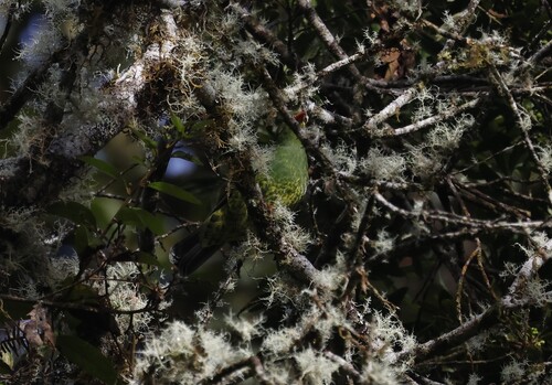 Band-tailed Fruiteater (Pipreola intermedia), photo 6