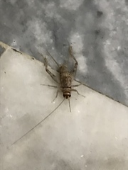 Gryllodes sigillatus