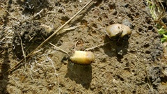 Tandonia rustica