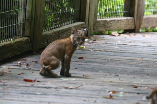 Bobcat photographed in Louisiana
