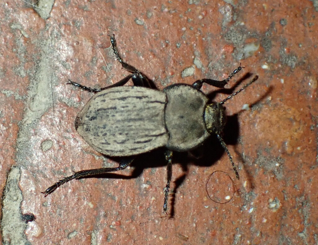 Asida jurinei