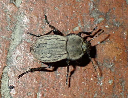 Asida jurinei