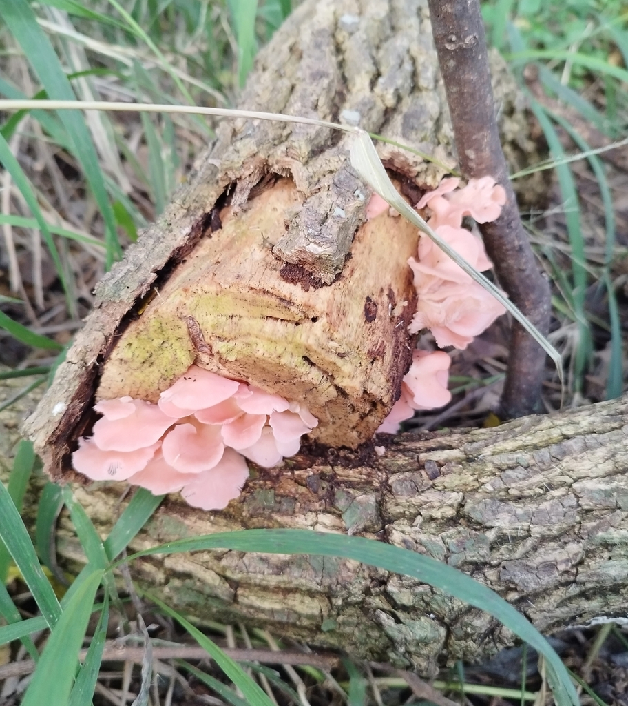 Pleurotus djamor · May 2025 · photo: © seba_fornes (iNaturalist, cc-by)