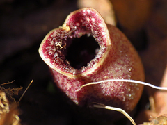 Hexastylis rhombiformis