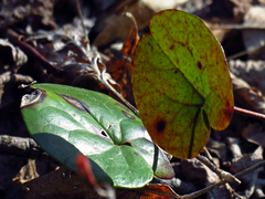 Hexastylis rhombiformis