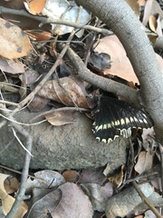 Battus polydamas psittacus