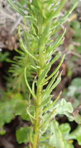 Image of Pseudoselago outeniquensis by (c) Nicola van Berkel, some rights reserved (CC BY-SA)
