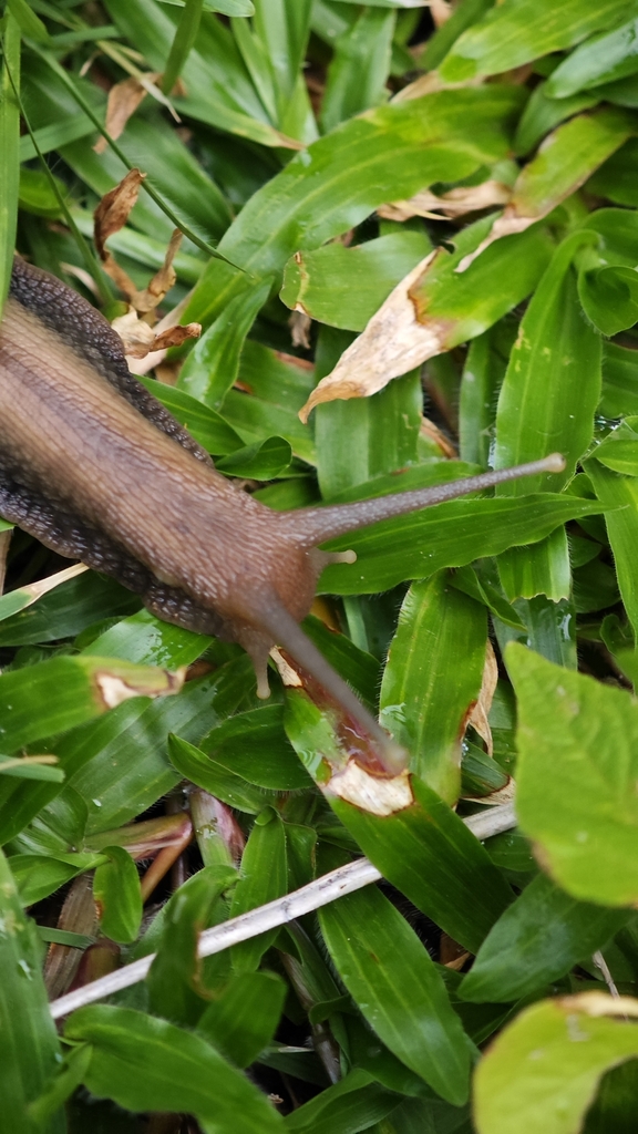 African Giant Snail (Lissachatina fulica) — recorded at Waterfall Wall