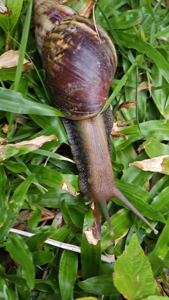 African Giant Snail (Lissachatina fulica) — recorded at Koh Dok Mai