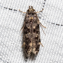Glauce pectenalaeella