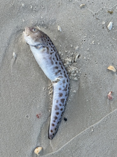 Blotched cusk-eel (Ophidion grayi) — Ophidiidae — 5