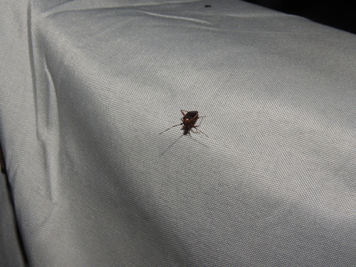 Rapid Plant Bug photo 5