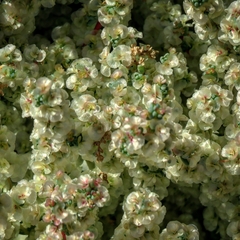 Halogeton glomeratus
