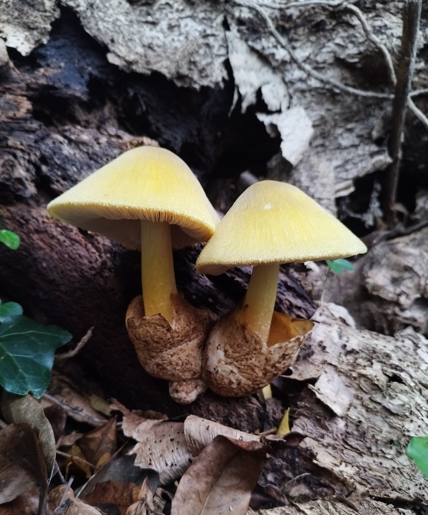 Volvariella bombycina · May 2025 · photo: © seba_fornes (iNaturalist, cc-by)