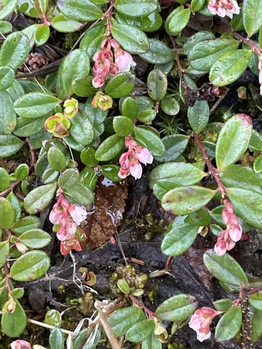 Lingonberry