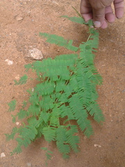 Chloroleucon mangense