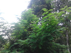 Chloroleucon mangense