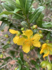 Ochna serrulata