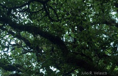 Oreophasis derbianus