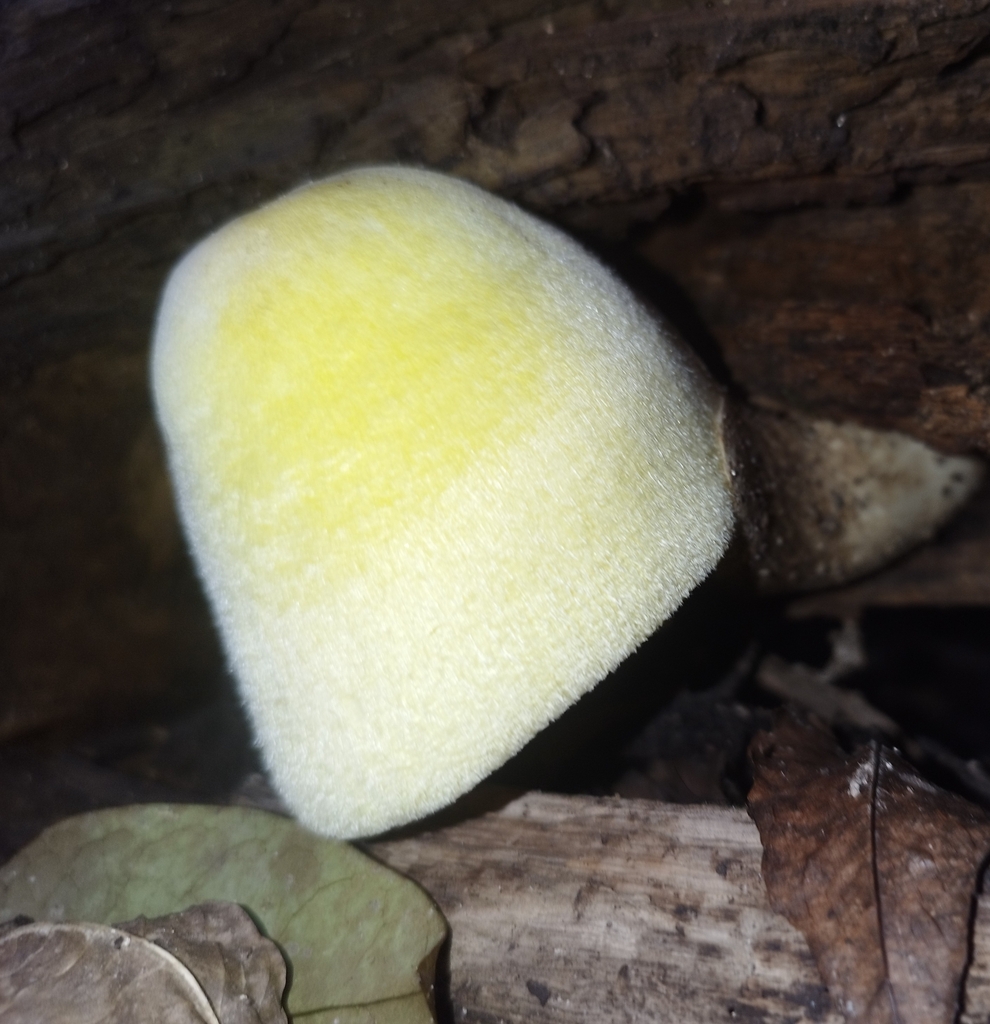 Volvariella bombycina · May 2025 · photo: © seba_fornes (iNaturalist, cc-by)