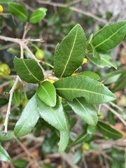 Ochna serrulata