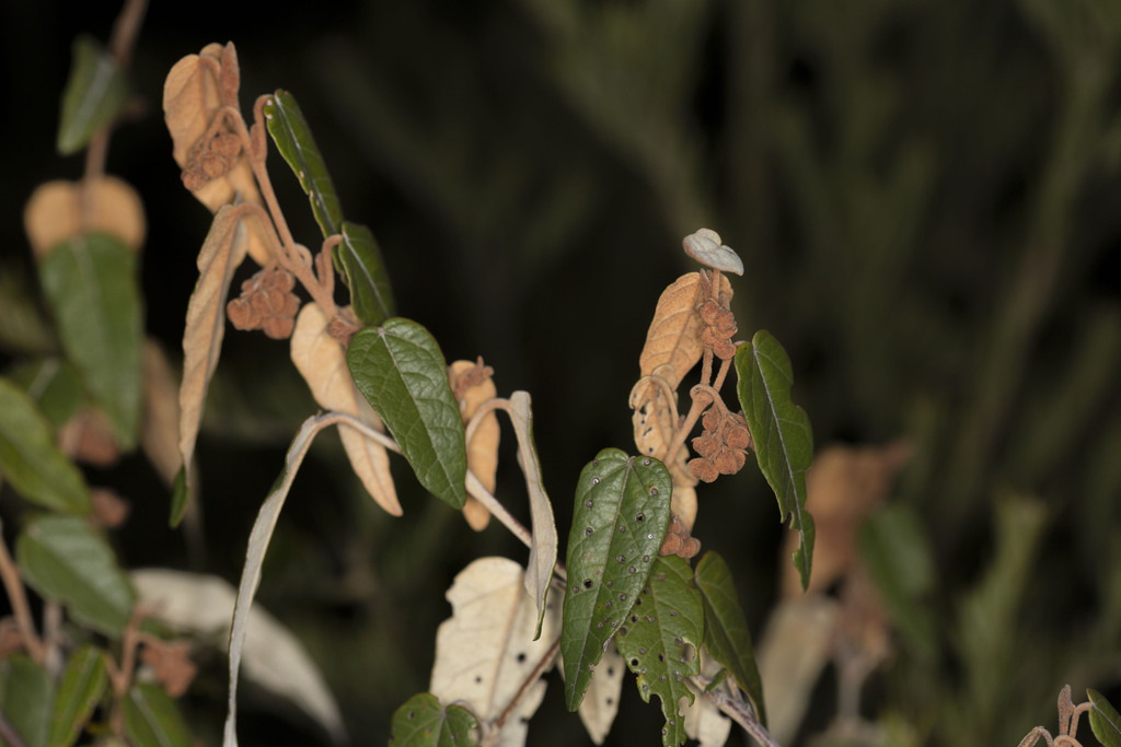 Lasiopetalum prodigiosum