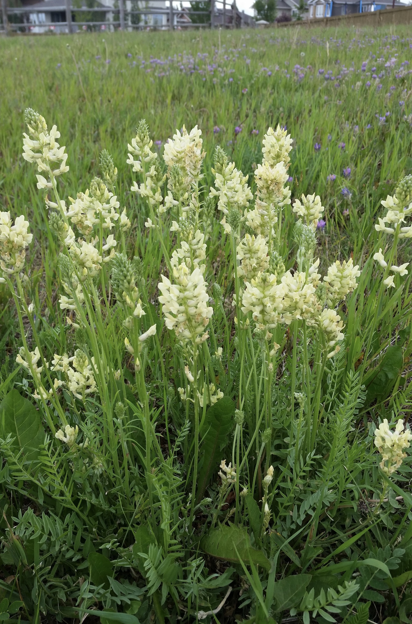 Oxytropis campestris var. spicata