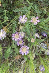 Astragalus laxmannii robustior