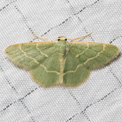 Chlorochlamys phyllinaria