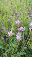 Astragalus laxmannii robustior
