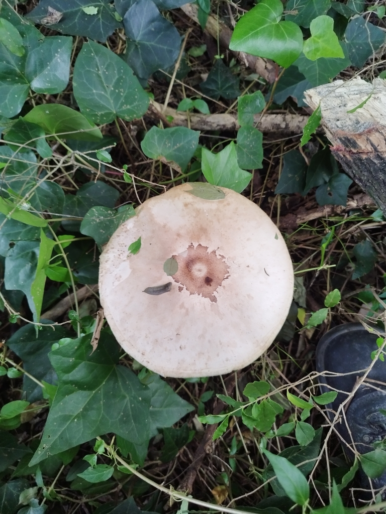 Chlorophyllum molybdites · May 2025 · photo: © seba_fornes (iNaturalist, cc-by)