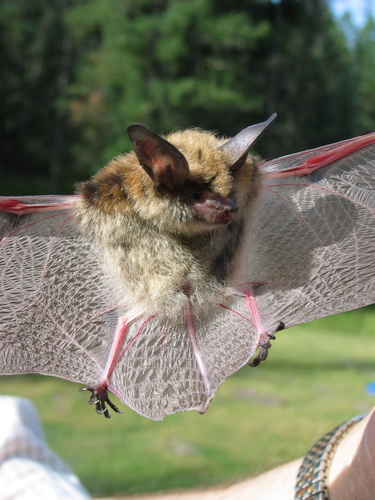 Southwestern Myotis (Myotis auriculus)