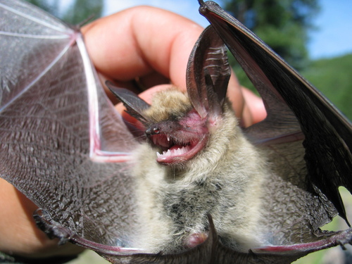 Long-eared Myotis photographed in New Mexico